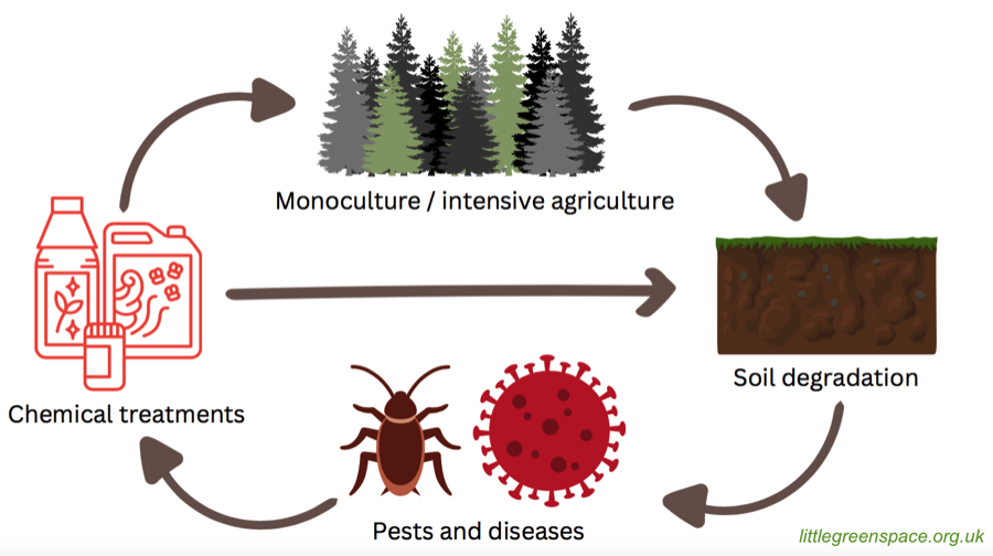 Monoculture and intensive agriculture diagram